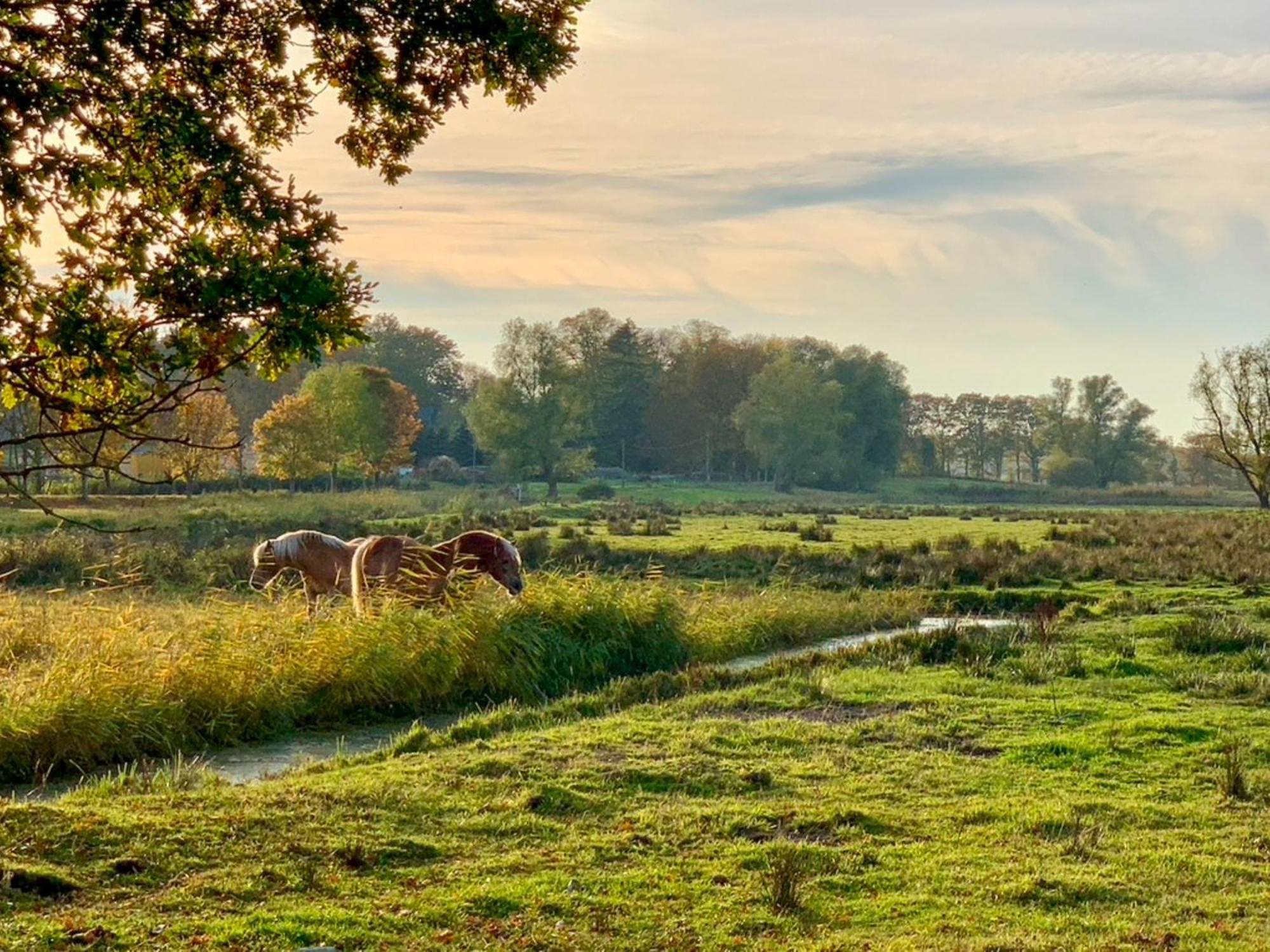 Ferienwohnungen Klein Kapelle Gingst Dış mekan fotoğraf
